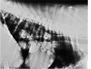 Cytologisch onderzoek