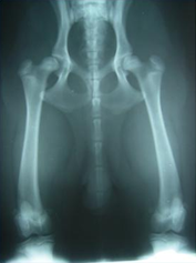 Röntgendiagnostiek